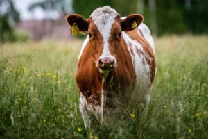 vaca