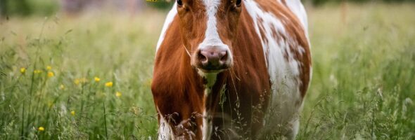 ¿Cómo comprar la mejor carne de vacuno? Parte I