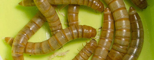 Los bichos que nos comemos sin darnos cuenta