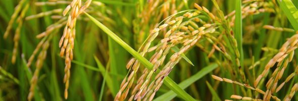 El Golden rice: vencer a la ceguera a través de la vitamina A