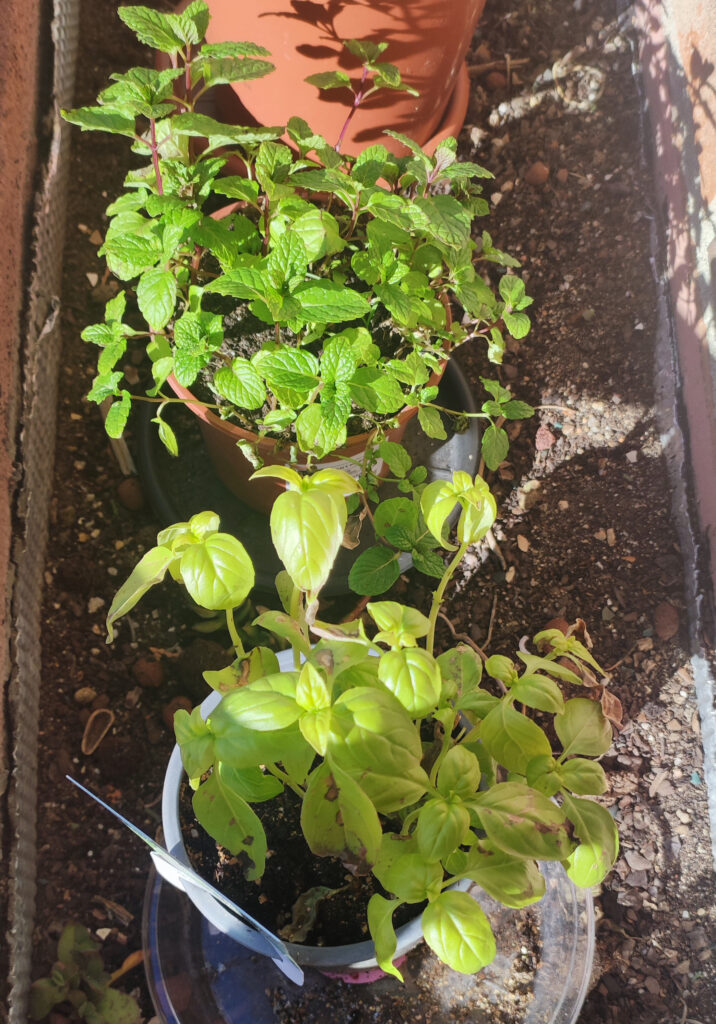 Macetas de menta y albahaca