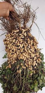 planta del cacahuete