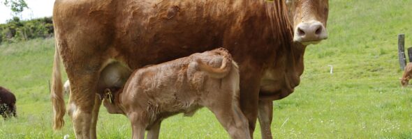 La intolerancia a la lactosa y la evolución