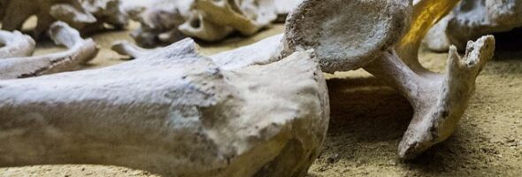 El calcio en la osteoporosis y la osteopenia