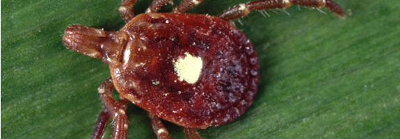 El síndrome Alfa-Gal: la mala baba de la garrapata Lone Star