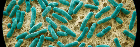 Probióticos, prebióticos y simbióticos