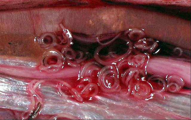 anisakis en vísceras