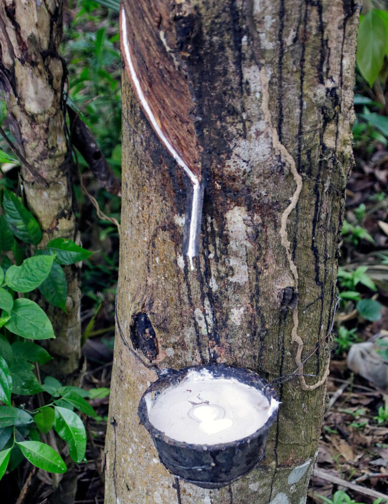 árbol de caucho