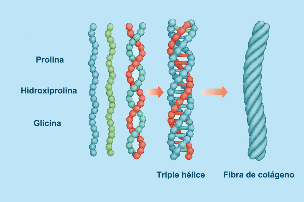 fibra de colágeno