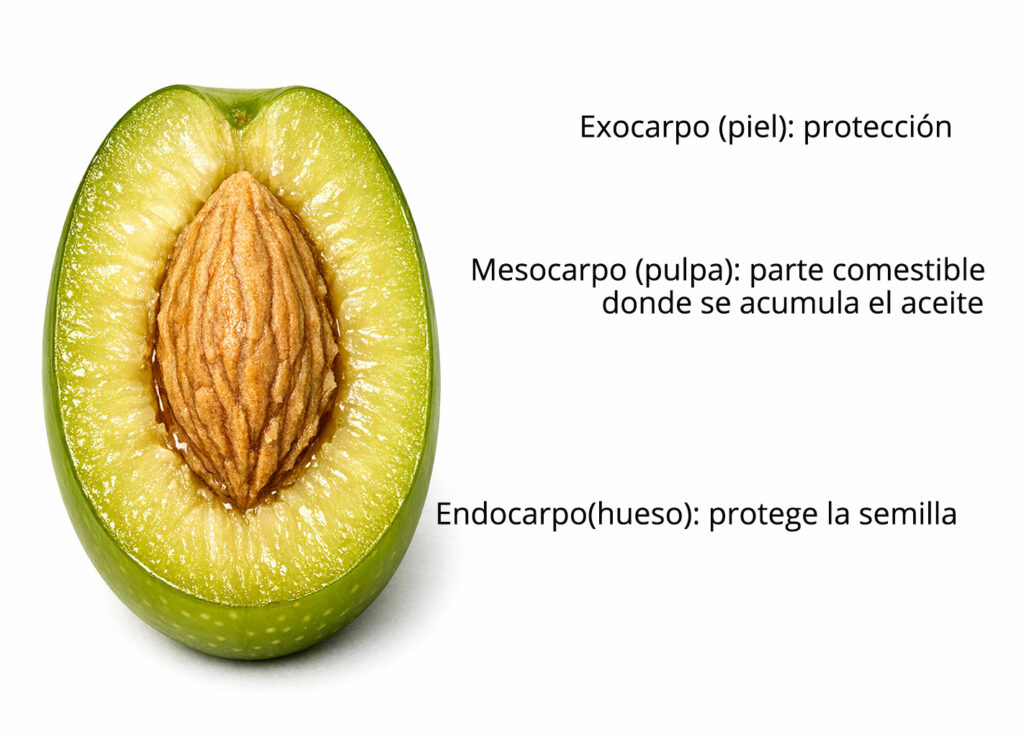 drupa de aceituna
